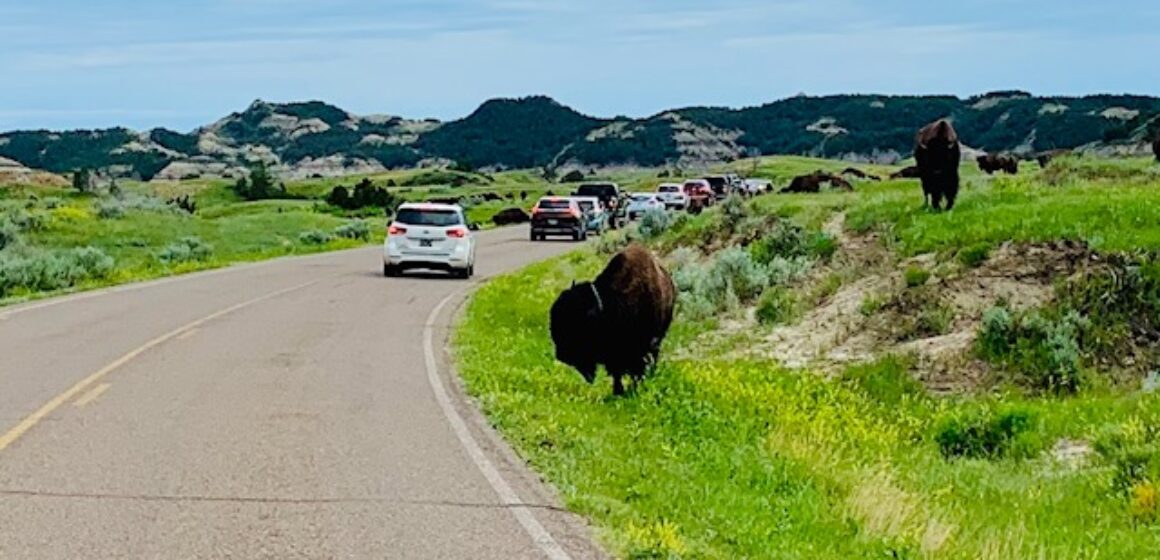 Bison walking