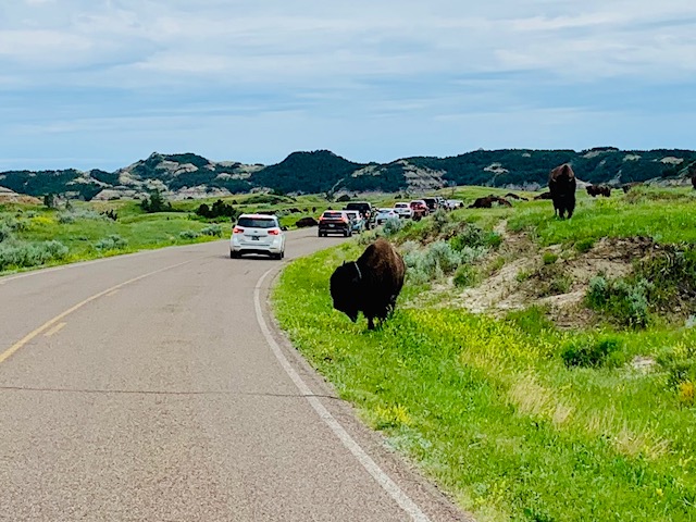 Bison walking