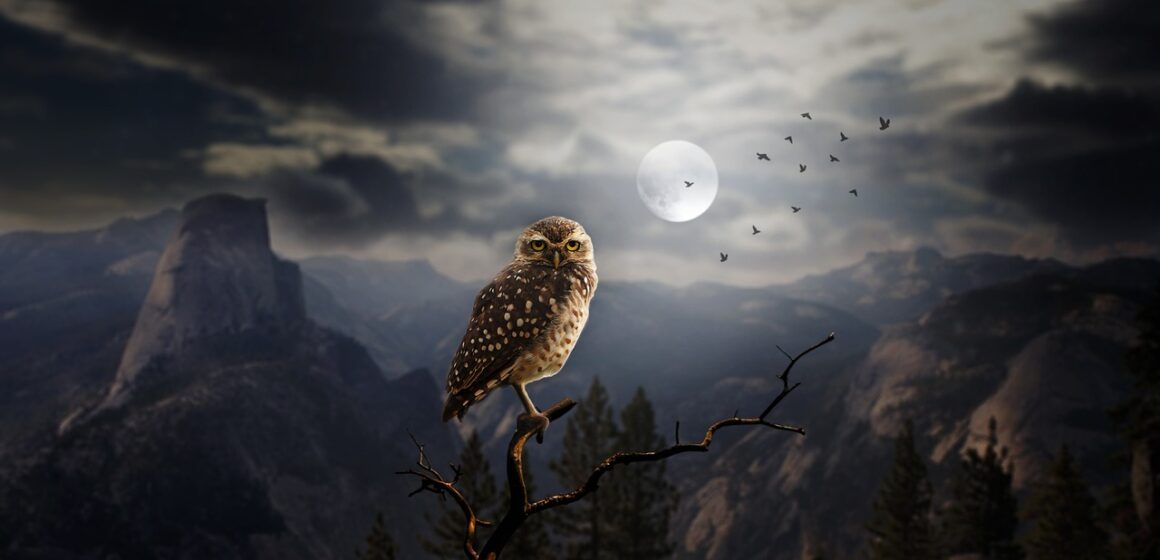 owl in the night