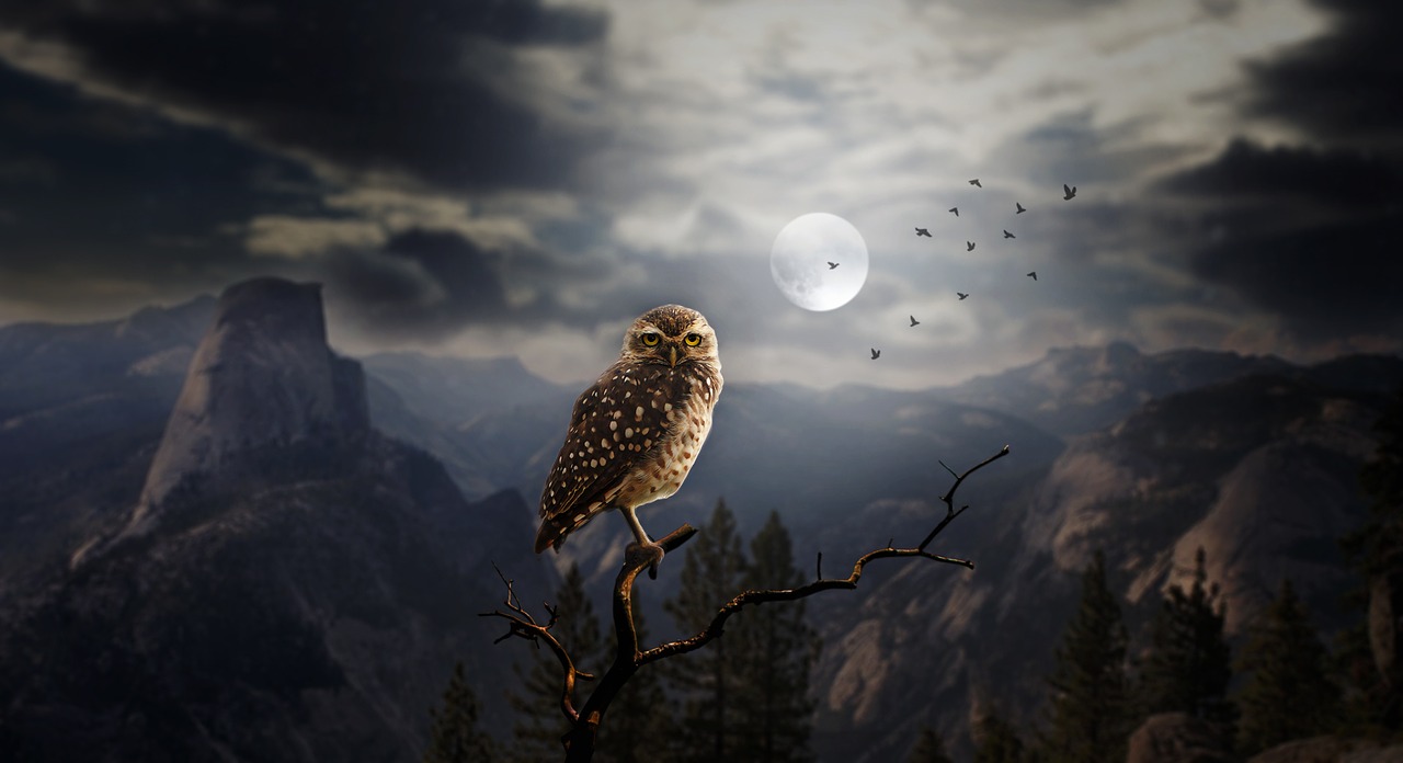 owl in the night