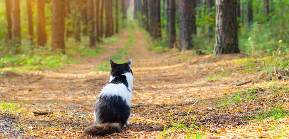 Cat on path