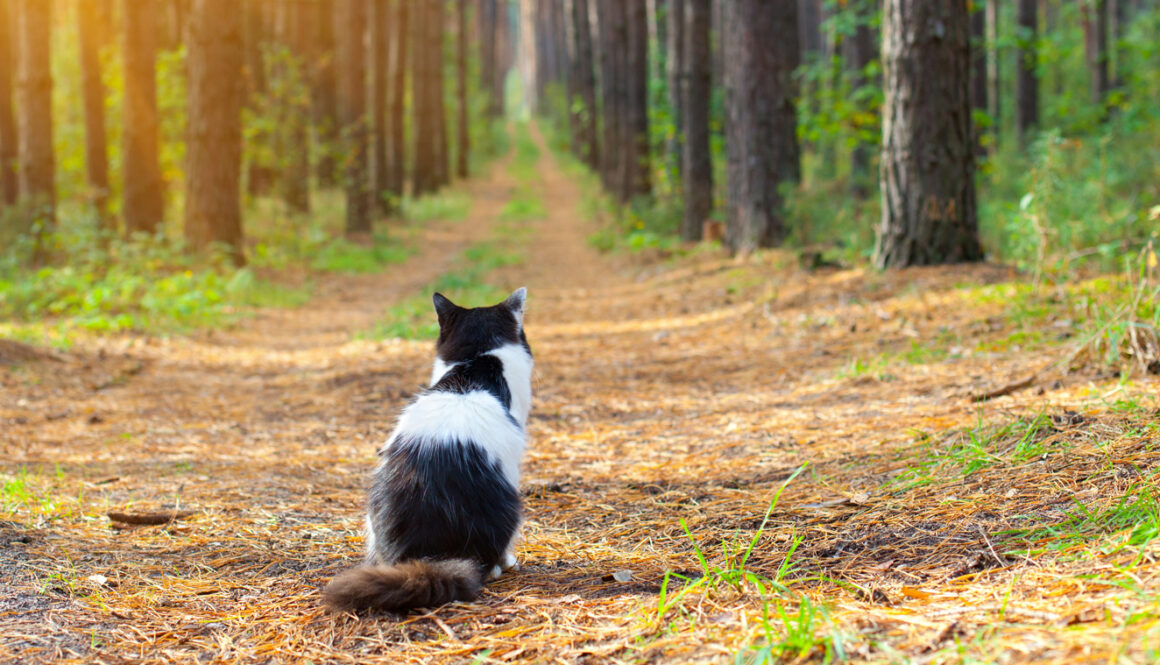 Cat on path
