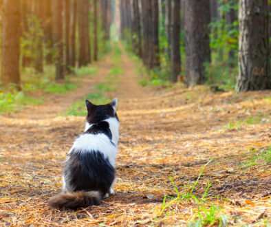 Cat on path